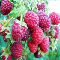 樹莓樹莓苗樹莓種苗樹莓苗批發樹莓苗價格樹莓種植