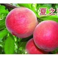 桃苗供應商，供迎霜紅桃苗，突圍桃苗，夏之夢桃苗
