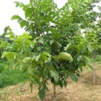 基地直銷嫁接核桃苗 薄皮核桃苗 掛果多優質核桃苗 大量從優