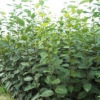 山東廠家直銷蘋果苗 批量供應當年結果蘋果苗 蘋果小苗 量大優惠