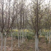 供應(yīng)櫻花、各類果樹苗木