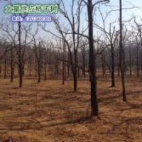 大量供應10公分柿子樹，河北保定柿子溝