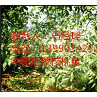 中核短枝品種特征特性，早熟核桃苗價格優惠
