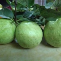 供應臺灣（芭樂）四季結果石榴苗
