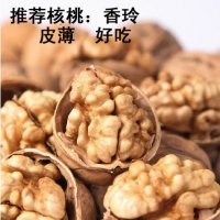 好核桃苗 薄皮核桃苗 核桃苗最新價格 山西核桃樹
