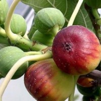 供應優質日本紫果無花果苗，無花果樹，無花果樹苗