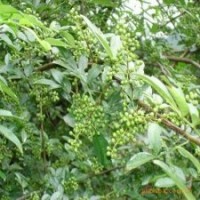供應(yīng)花椒苗、鈣果苗
