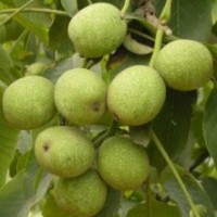 供應山西核桃苗 核桃苗新品種 核桃苗種植基地