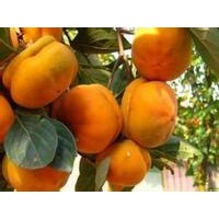 柿子苗供應