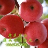 煙臺蘋果紅富士煙富0（煙富10）苗木