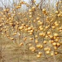 臨沂金典梨苗、晚熟梨苗、晚秋黃梨苗、金秋香梨苗