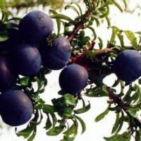臨沂李子苗供應，李子大苗，李子小水苗等