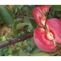 紅肉蘋果，紅肉蘋果樹