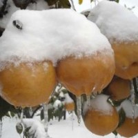 臨沂梨苗品種、秋月梨苗、晚秋黃梨苗、紅梨苗