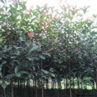 桂花苗價錢、閔行區桂花苗、利源桂花(查看)