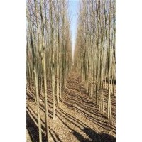峻峰竹柳_內蒙古速生柳_求購速生柳