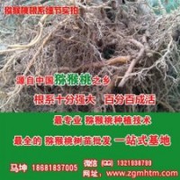坤威獼猴桃苗、獼猴桃樹(shù)、獼猴桃樹(shù)種植技術(shù)