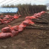 浙江無花果苗_小葉無花果專業技術_無花果苗種植基地