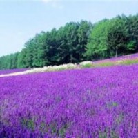 青海草花節日預定,草花,山一花卉苗木(查看)