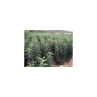 蘋果苗 矮化蘋果苗 實生蘋果苗