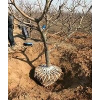 出售占地蘋果樹，桃樹，杏樹，核桃樹，山楂樹