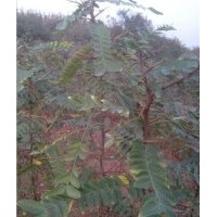 仙桃皂角刺,洛陽李鐵梁苗木,皂角刺種植技術