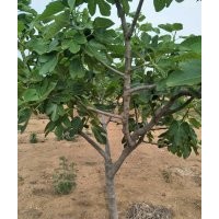 供應無花果樹 黑松苗