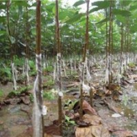 北美海棠,瀅涵苗木中心,北美海棠種植技術