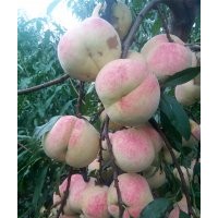 臨沂晚熟桃苗，冬桃苗價格，金秋紅蜜桃苗，15063290888