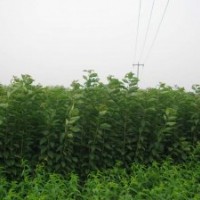 供應各種果樹小苗，山楂苗價格、蘋果苗價格