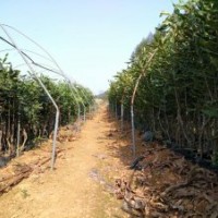 廣西桂熱一號澳洲堅果苗、夏威夷堅果苗桂熱1號