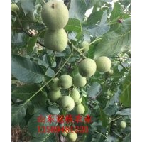 矮化核桃苗品種供應 冠幅10個平方 短枝結果核桃苗品種