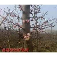 優質桃樹