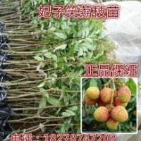 荔枝苗正宗妃子笑荔枝苗/嫁接苗批發(fā)當(dāng)年結(jié)果推薦！