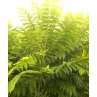供應 桃樹苗 核桃苗 櫻桃苗 杏樹 香椿苗