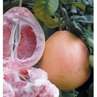 柚子新品種紅心蜜柚、三紅蜜柚、沙田柚柚子苗價格