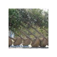山西山楂樹供應(yīng)