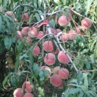 山東晚熟桃苗、桃苗新品種、映霜紅桃苗