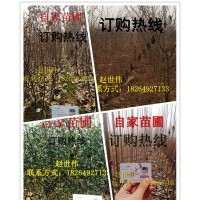 山東臨沂大量供應各種規格蘋果樹苗，楊樹苗，皂角苗，枸橘苗，量