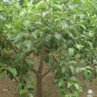 供應2.3公分梨樹