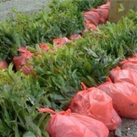 朱砂紅丹桂苗、東至縣丹桂苗、利源桂花(查看)