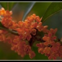 利源桂花|建始縣丹桂苗|丹桂苗木批發