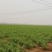 優質核桃苗-高產核桃苗-綠化核桃苗