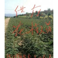 花椒苗,花椒苗基地