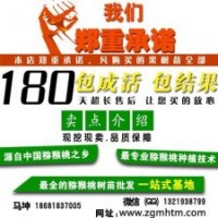 獼猴桃樹(shù)、坤威獼猴桃苗、獼猴桃樹(shù)價(jià)格