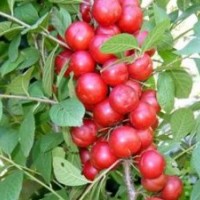 山西天天苗圃出售鈣果苗，山西鈣果苗批發(fā)價(jià)格
