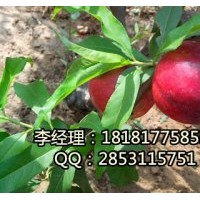 內江五月脆，內江五月脆李子苗，內江五月脆李子基地