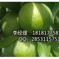 內江青脆李，內江嫁接青脆李，內江青脆李子苗基地