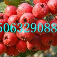紅肉山楂苗，大五棱山楂苗，山紅子山楂苗，臨沂金誠苗木基地