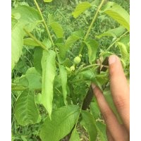 二年嫁接苗 冠核一號當年見果 畝產千斤